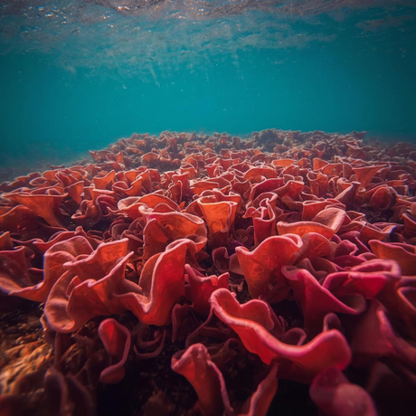 The Importance of Red & Brown Algae in Modern Balms