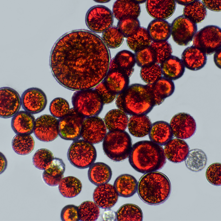 Algae Power: Calming Redness & Inflammation for Healthier Skin