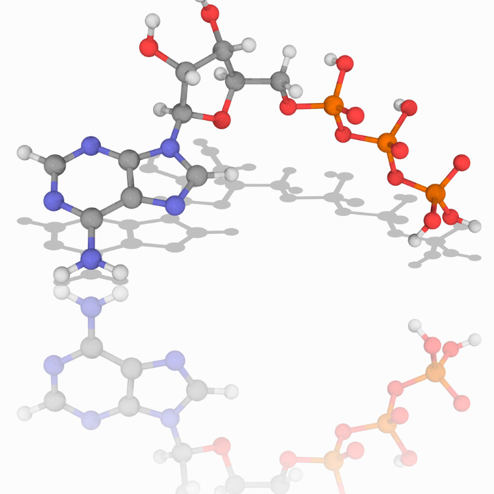 Peptides