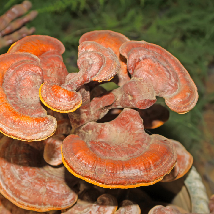 Mushroom